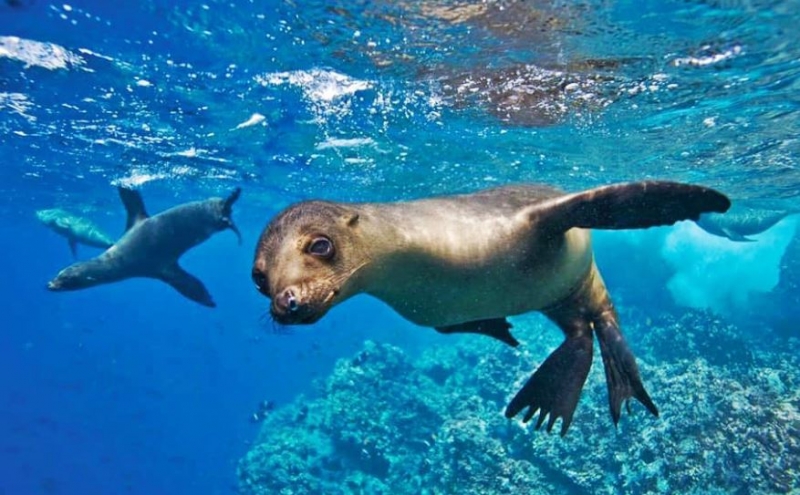 Galápagos Aventura total